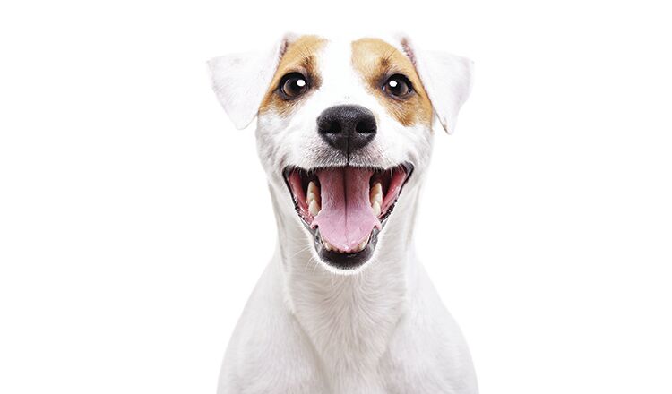 Portrait of a funny dog Jack Russell Terrier, closeup, isolated on white background